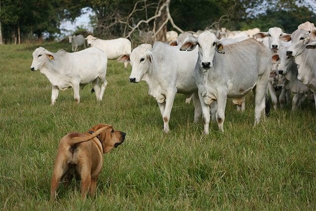 April 2011 142.jpg - So Mädels, alles hört hier auf mein Kommando.